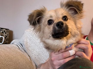 Pomchi dogs Gorgeous Pomchi Girl Available 6 months Old - Advert 1