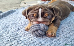 English Bulldog dogs for sale: English bulldog  - Image 5