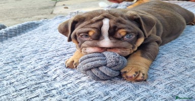 English Bulldog dogs - Advert 16