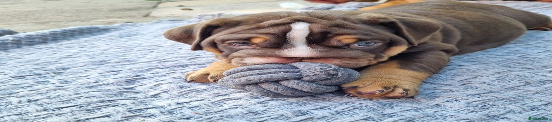 English Bulldog Puppy 3