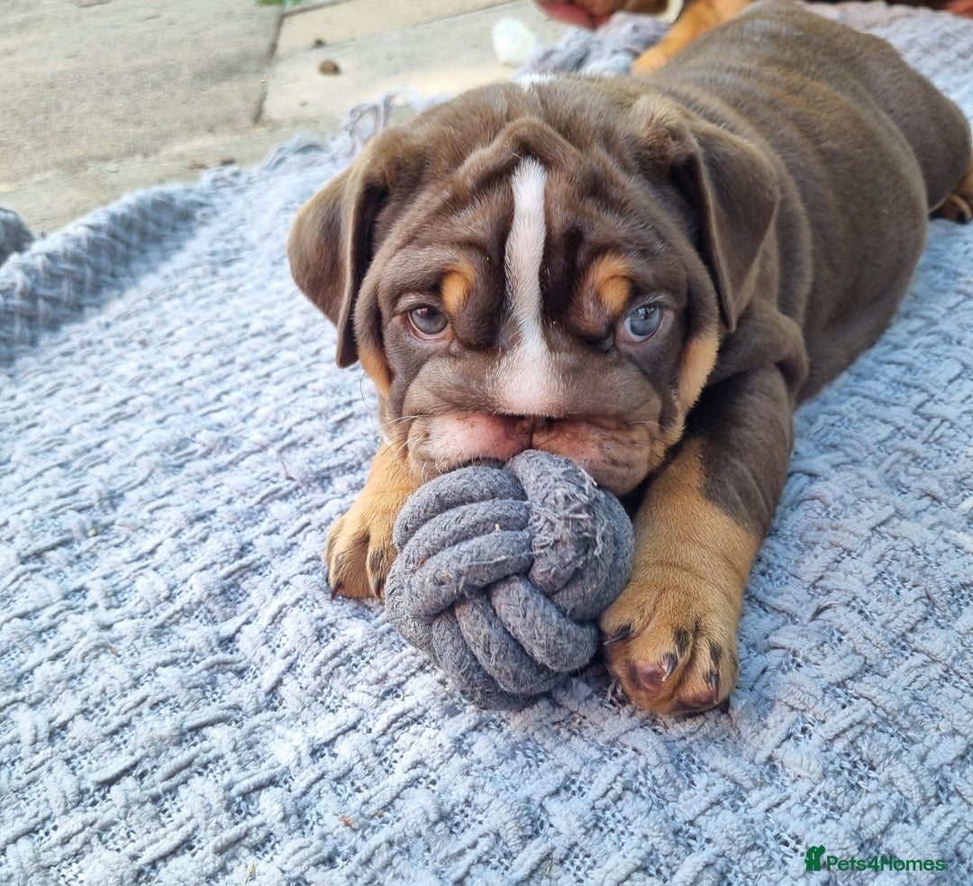 English Bulldog dogs for sale: English bulldog  - Image 5