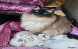 Ragdoll cats for sale: Ragdoll Male  - Image 3