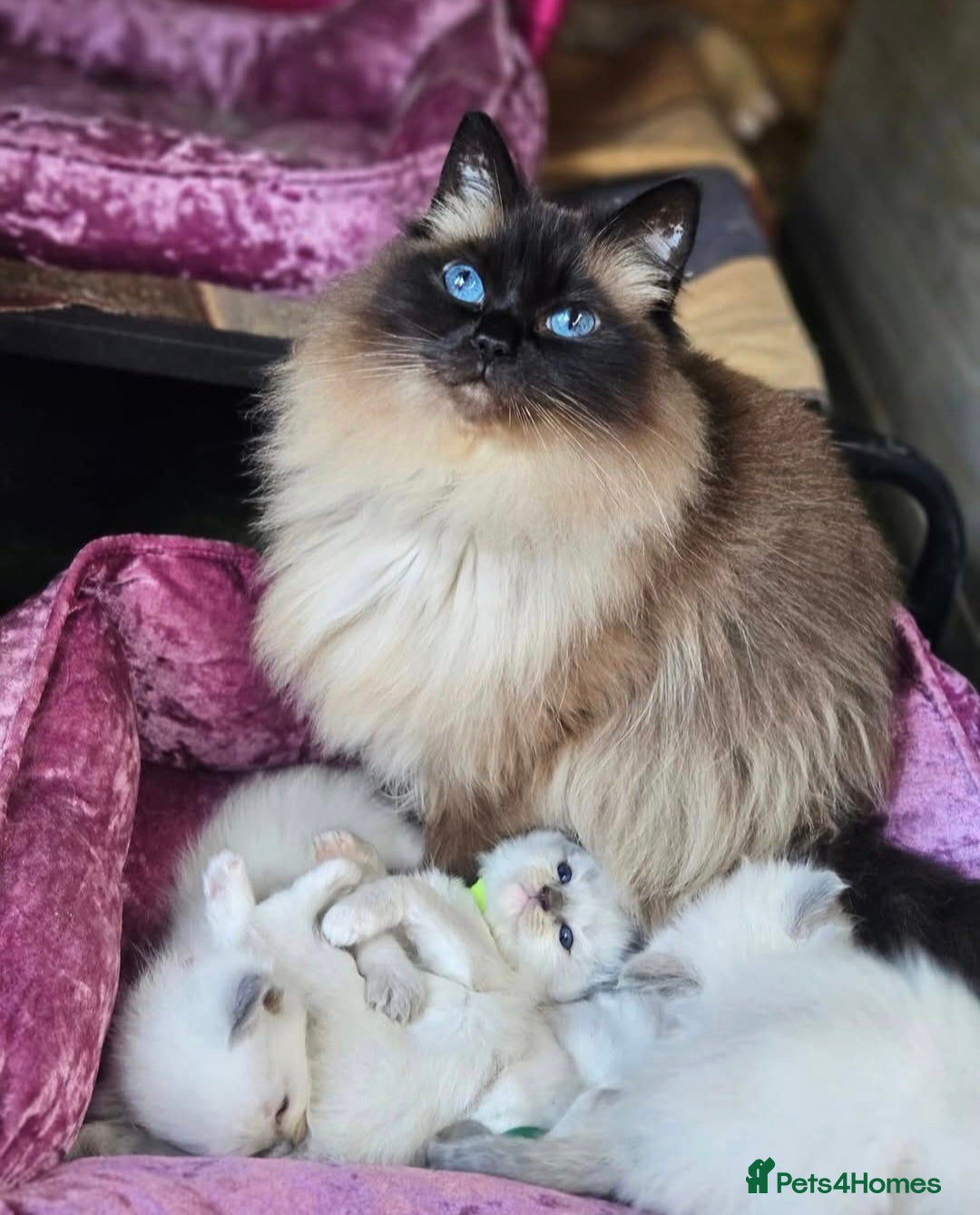 Ragdoll cats for sale: Ragdoll Male  - Image 3