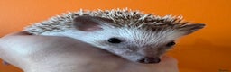 Pygmy Hedgehog rodents for sale: Pretty baby African Pygmy hedgehogs for sale - Advert 2