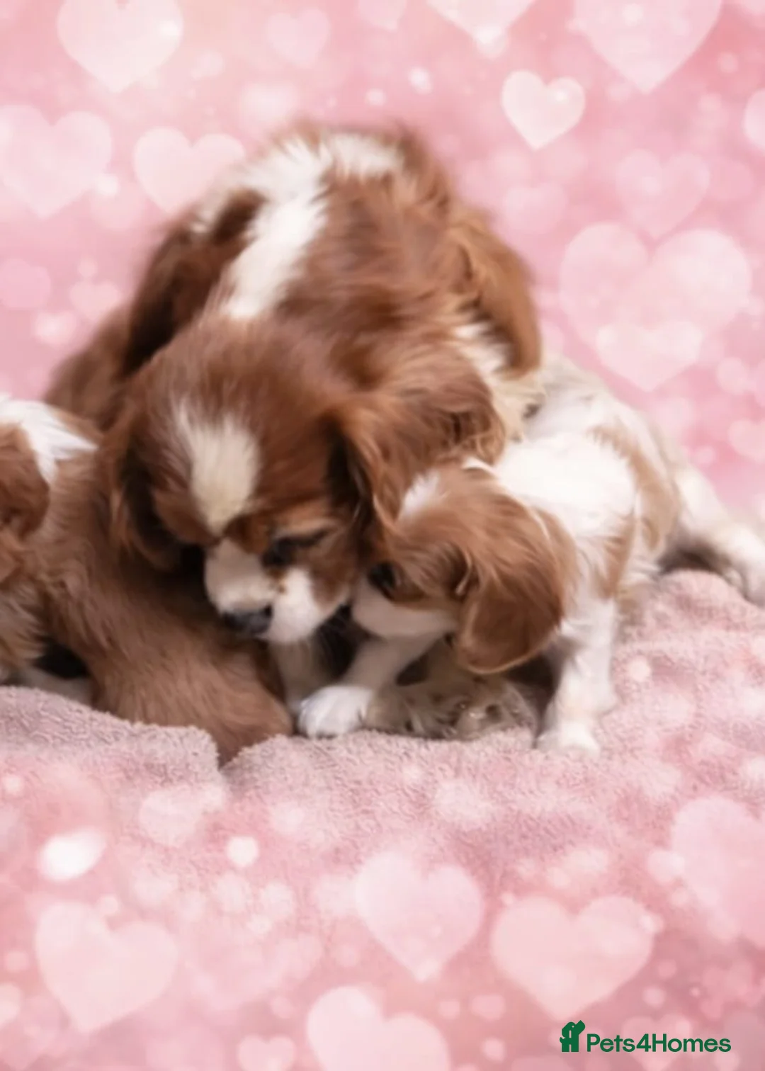 Cavalier King Charles Spaniel dogs for sale: Beautiful 6-Month-Old Male Cavalier King Charles  - Advert 2