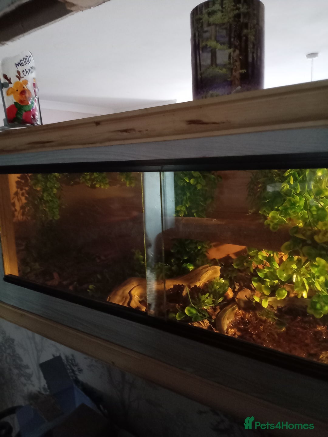 Python Snake reptiles for sale: Python Snake +verium lights and heat  - Image 3