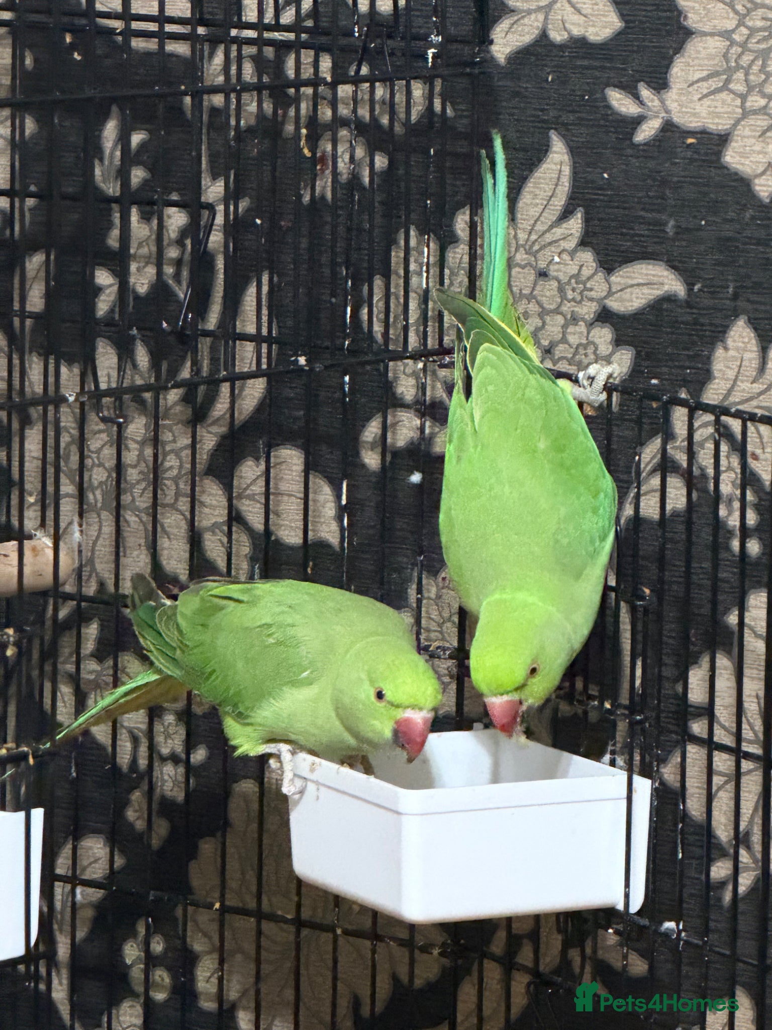 Ringnecks birds Ring neck parrots for sale - Advert 3