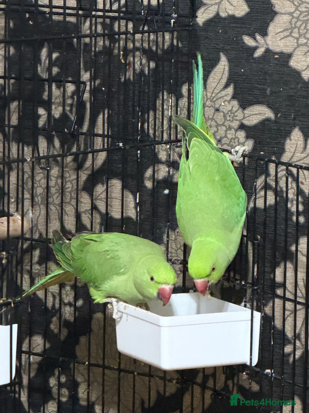 Ringnecks birds for sale: Ring neck parrots for sale in Birmingham - Advert 1