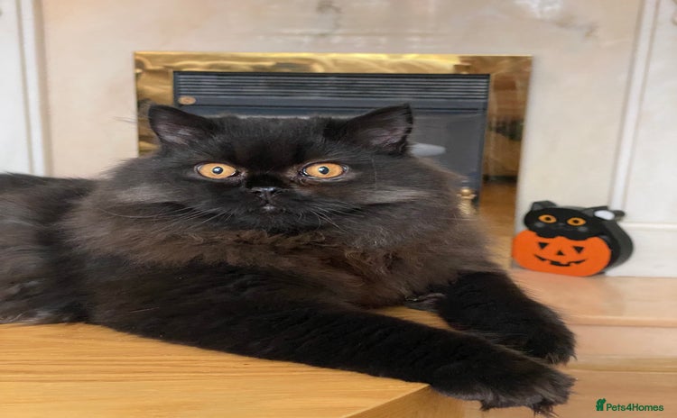 British Longhair cats - Advert 1