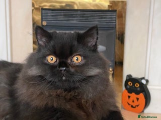 British Longhair cats - Advert 6