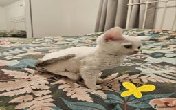 Devon Rex cats for sale: Darling Devons - Advert 4