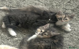Ragdoll cats for sale: half ragdoll kittens for sale - Image 1