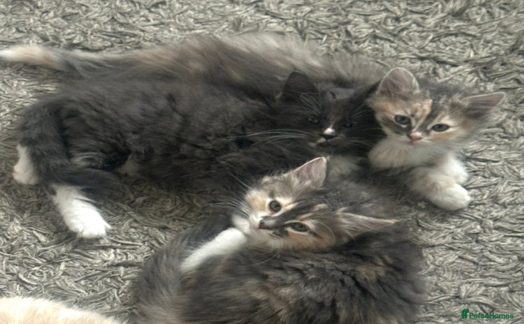 Ragdoll cats - Advert 2