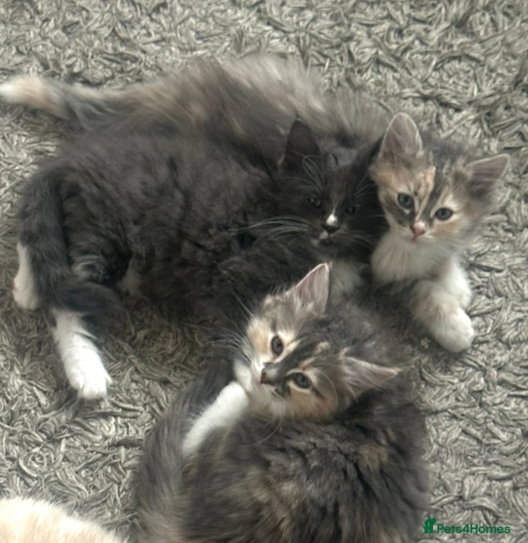 Ragdoll cats for sale: half ragdoll kittens for sale - Image 1