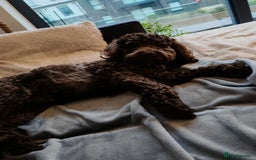 Cockapoo dogs for stud: Cockapoo for stud  - Advert 5