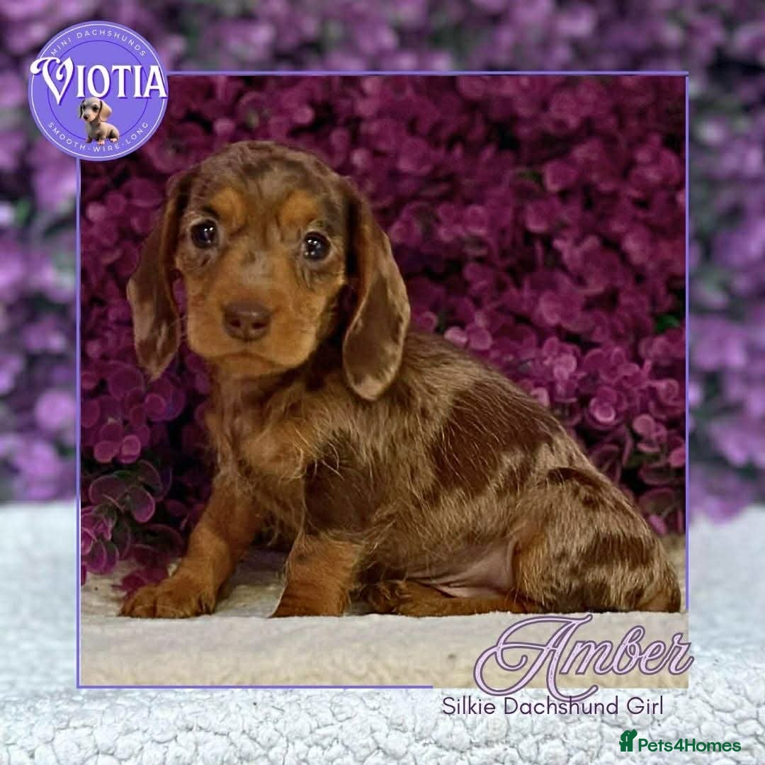 Miniature Dachshund dogs Ready now miniature dachshund  - Advert 2