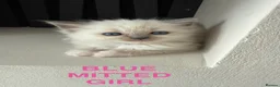 Ragdoll cats for sale: Full breed ragdoll kittens - Advert 3