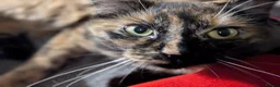 Maine Coon cats for sale: Maine coon kittens ready for new homes  in Carlisle - Advert 15