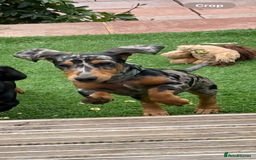 Miniature Dachshund dogs for sale: Male Silver Dapple Miniature Dachshund's  - Image 6