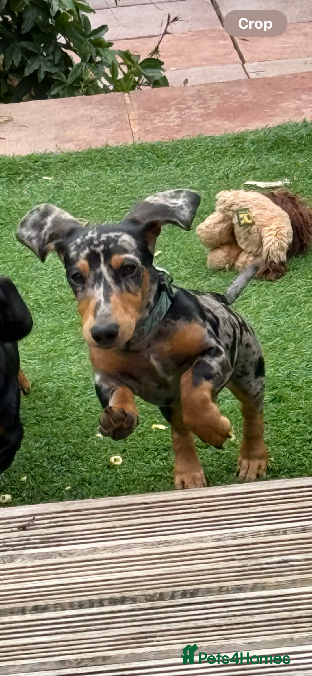 Miniature Dachshund dogs for sale: Male Silver Dapple Miniature Dachshund's  - Image 6