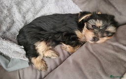 Yorkshire Terrier dogs for sale: Adorable Yorkie Puppies Ready for Loving Homes - Image 5
