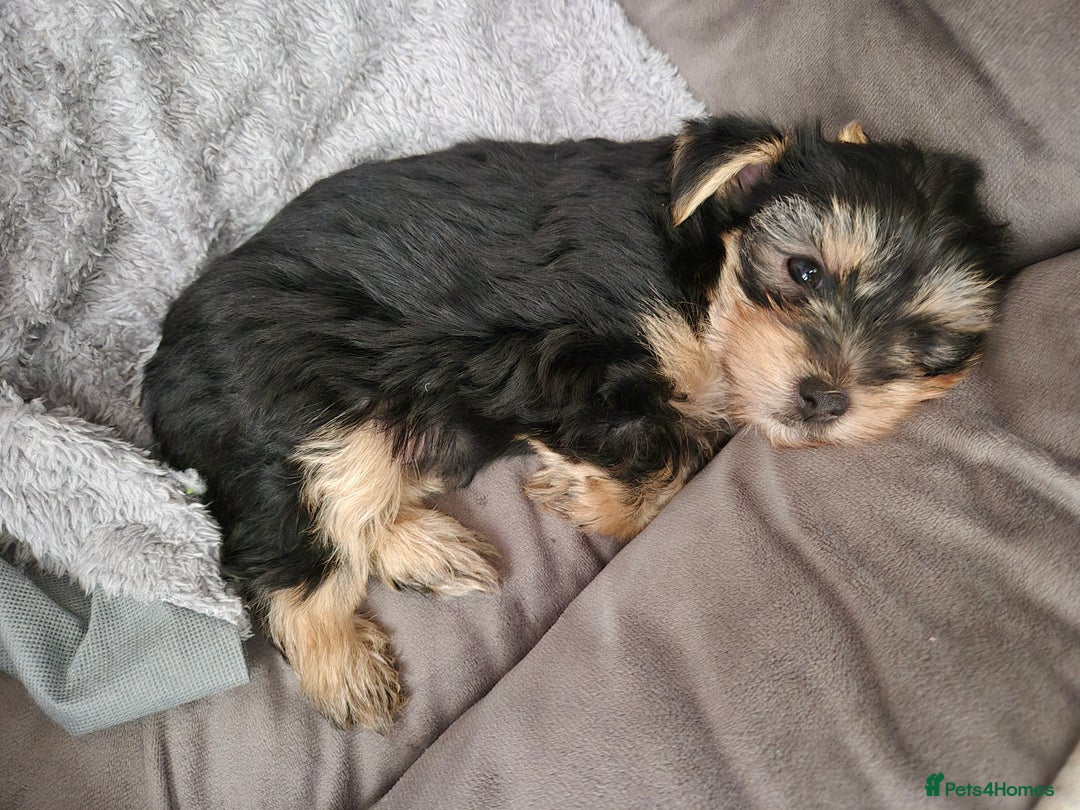 Yorkshire Terrier dogs for sale: Adorable Yorkie Puppies Ready for Loving Homes - Image 5