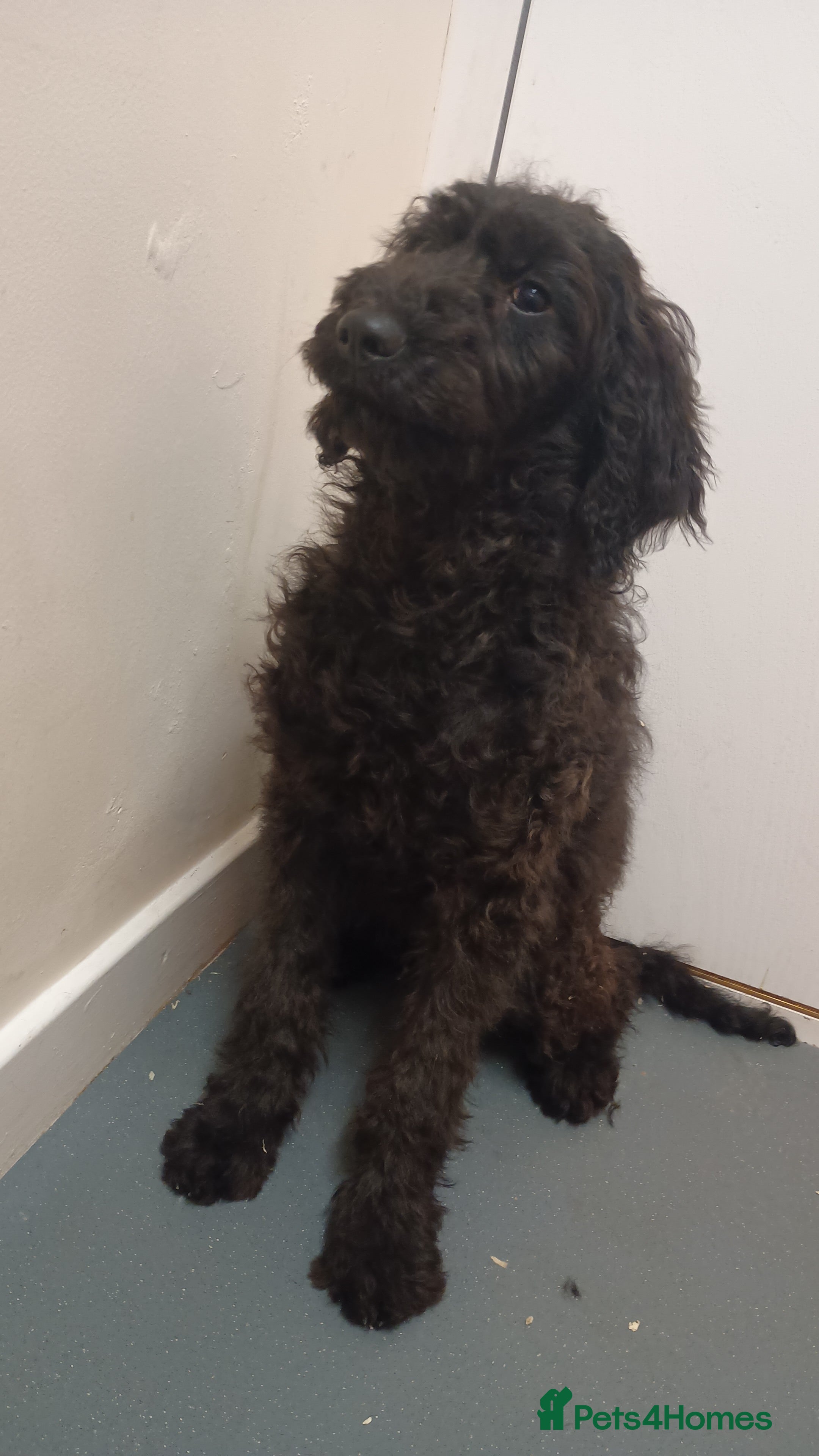 Goldendoodle dogs 2 Beautiful Goldendoodle pups remaining  - Advert 14