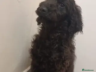 Goldendoodle dogs 2 Beautiful Goldendoodle pups remaining - Advert 14