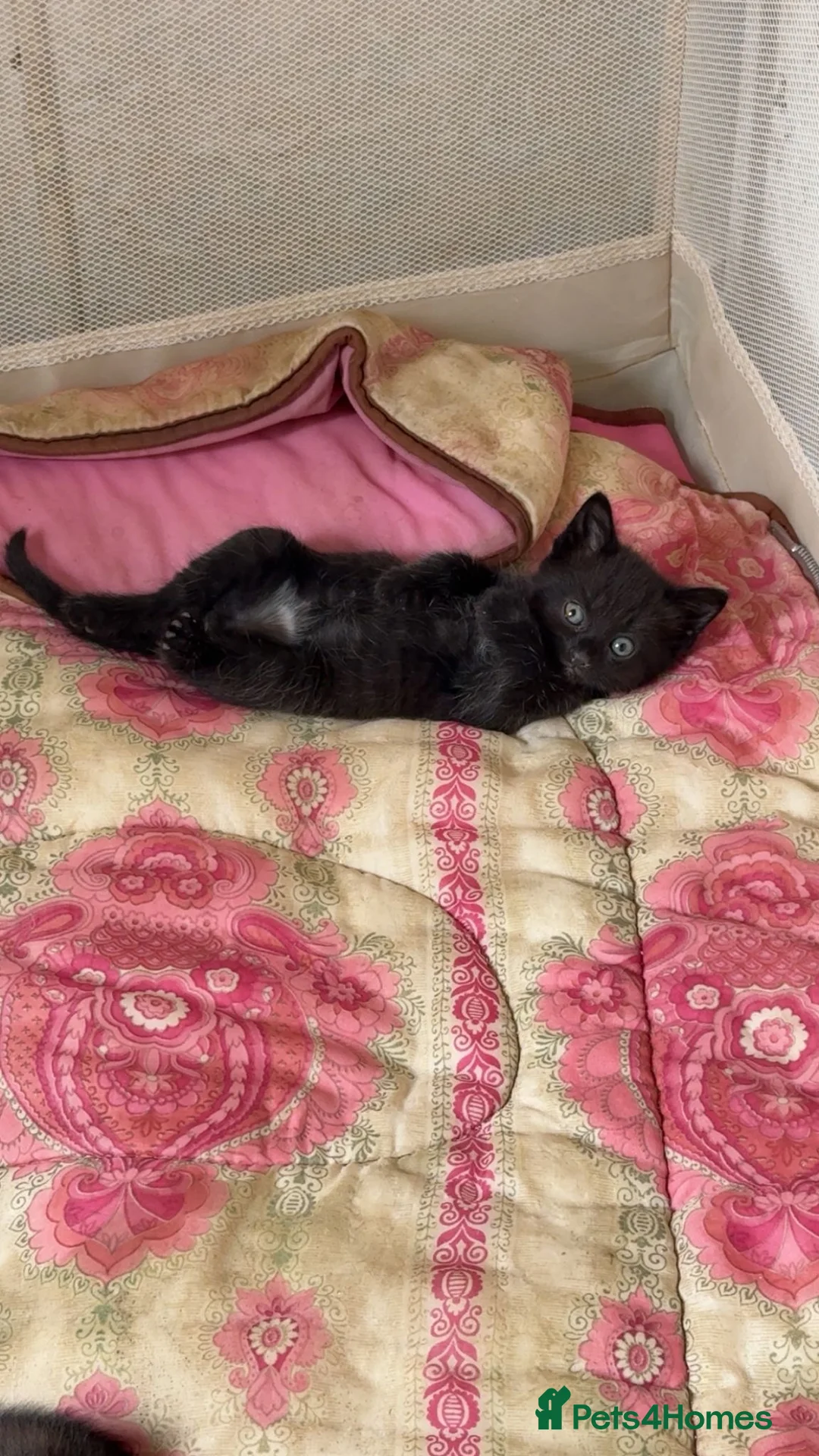 Mixed Breed cats for sale: 3 fluff babies  in Liverpool - Advert 2