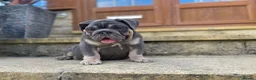 English Bulldog dogs for sale: English bulldogs blue tan fully suited boy & girl - Advert 24