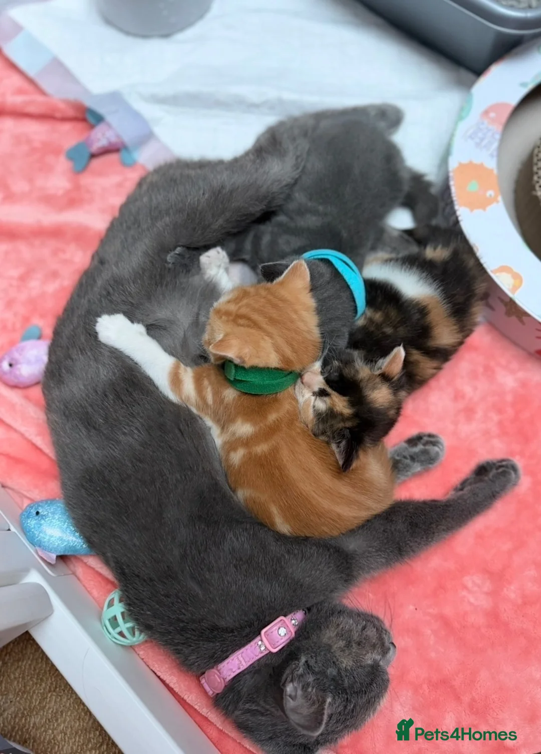 British Shorthair cats for sale: 2 YR old Blue torti BSH - Advert 5