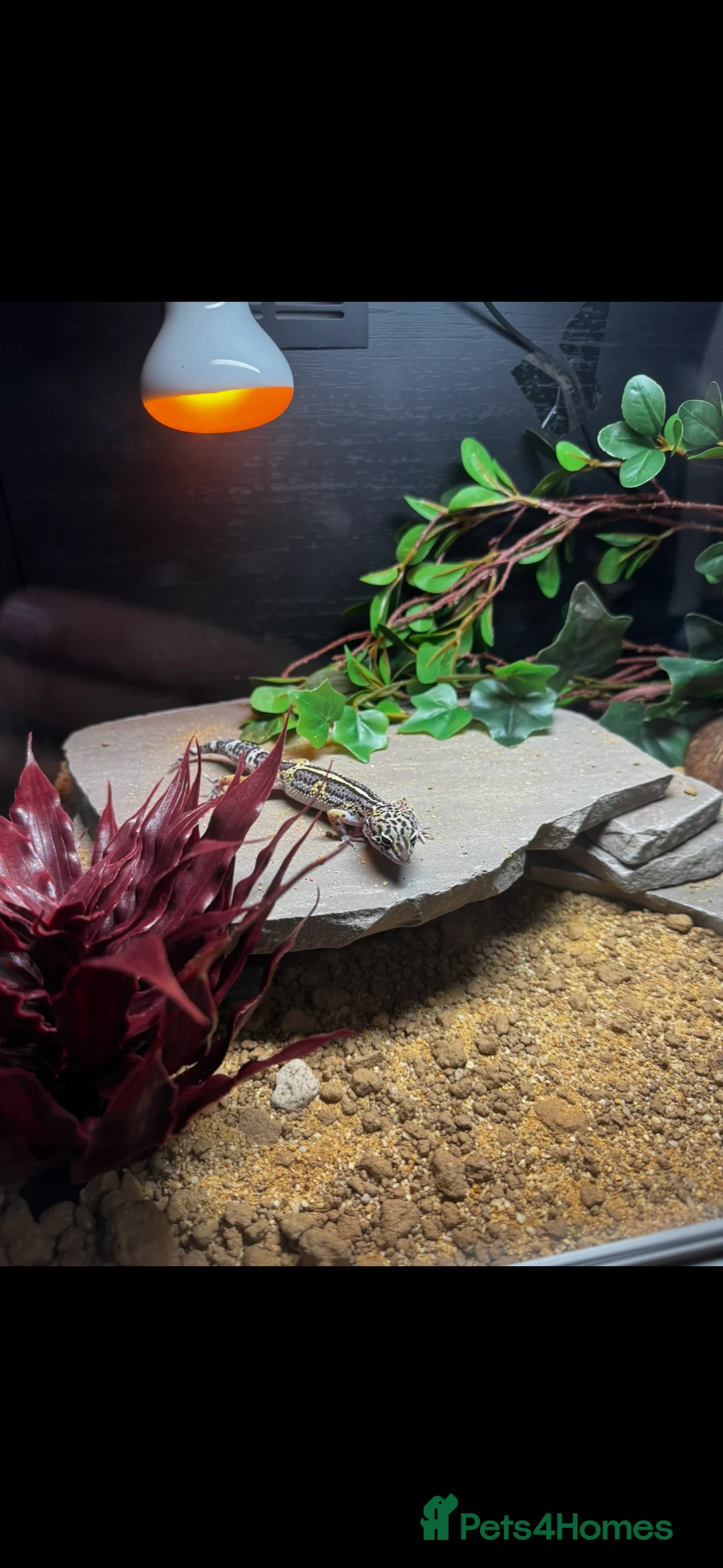 Leopard Gecko reptiles for sale: Leopard gecko with whole setup  in Birmingham - Advert 2