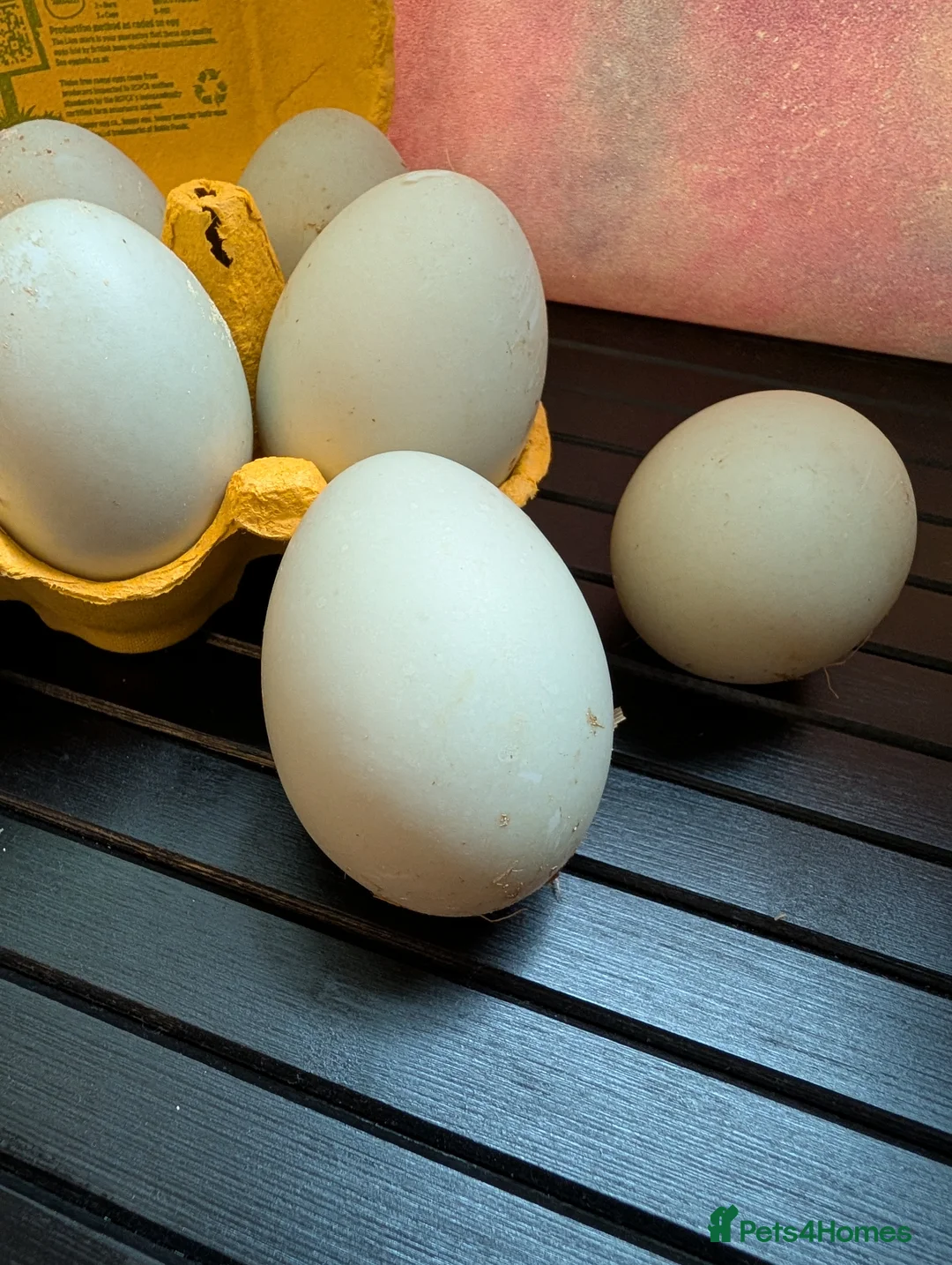 Ducks poultry for sale: Runner Duck hatching fertile eggs  in Wigston - Advert 2