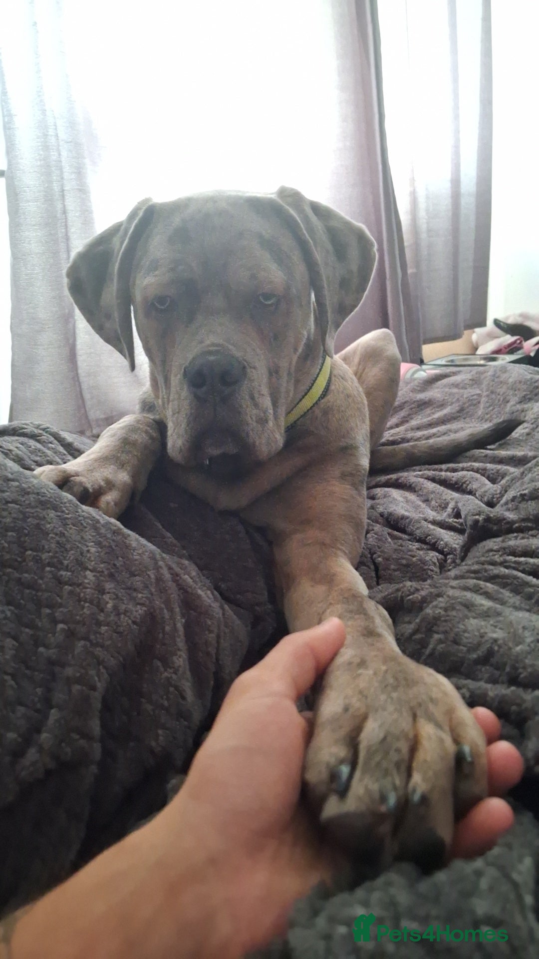 Cane Corso dogs Merle Cane Corso - Advert 1