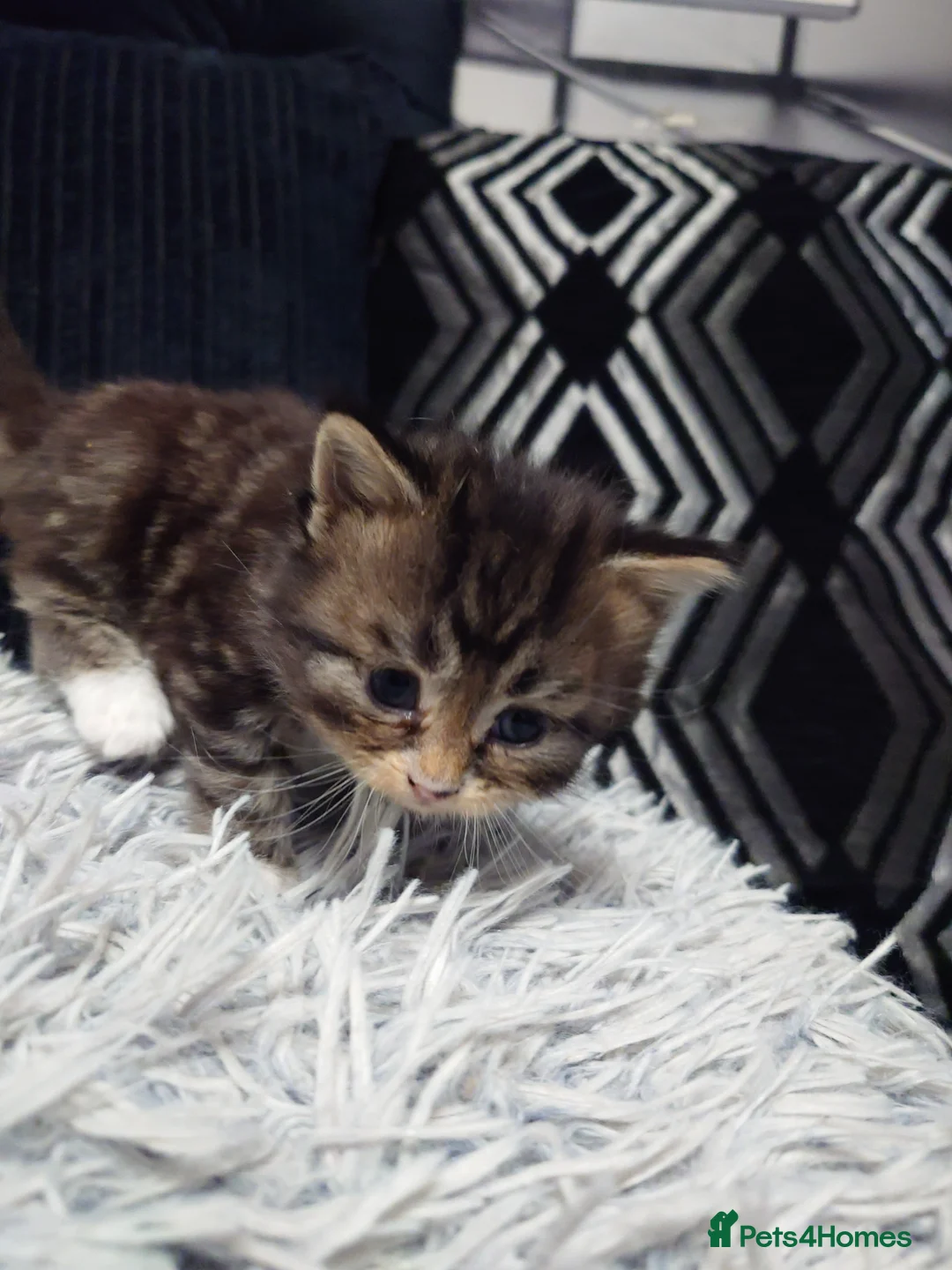 Mixed Breed cats for sale: Maine Coon mix  - Advert 2