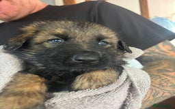 German Shepherd dogs for sale: Beautiful chunky German shepherd puppies - Image 7
