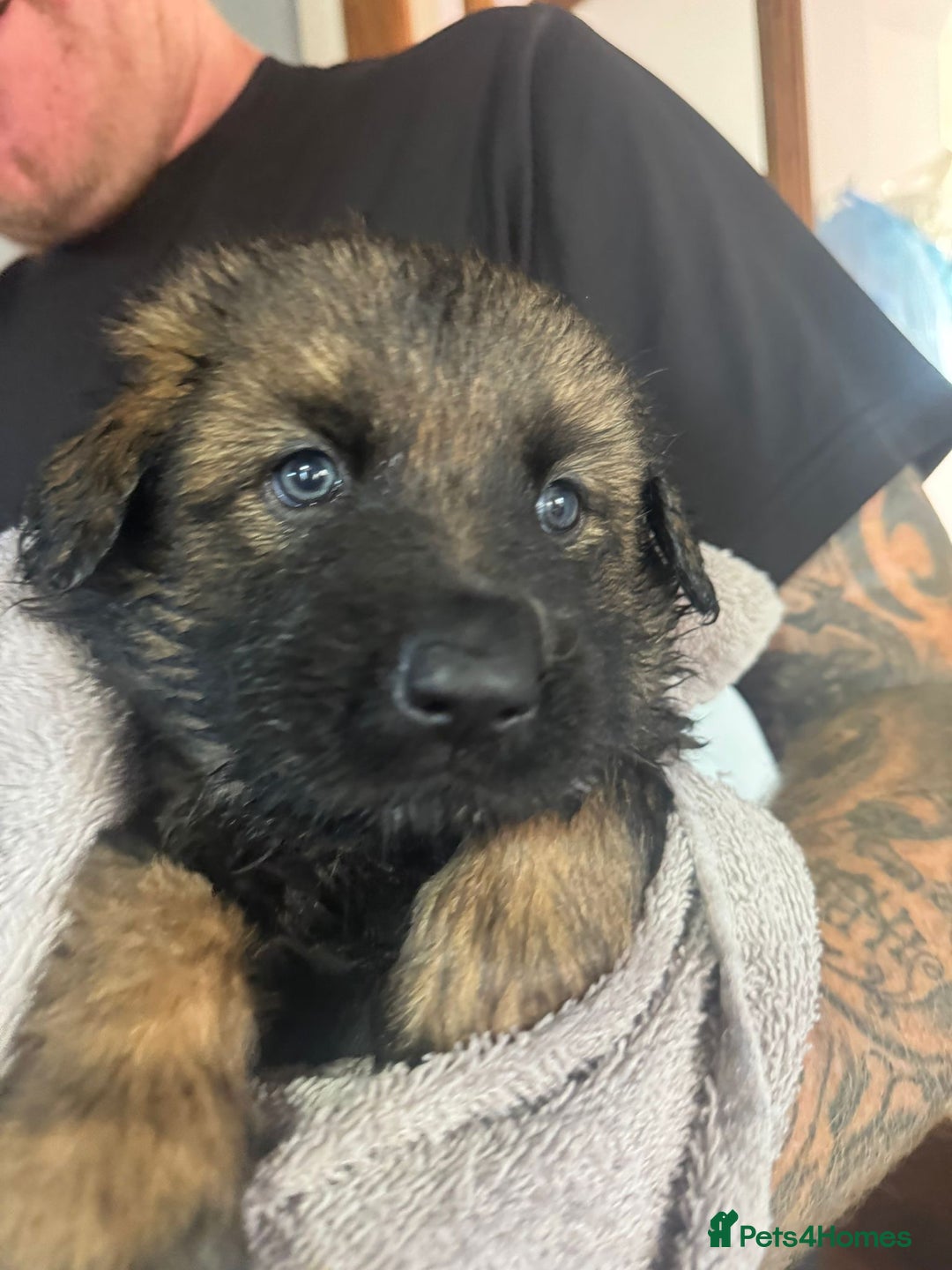 German Shepherd dogs for sale: Beautiful chunky German shepherd puppies - Image 7