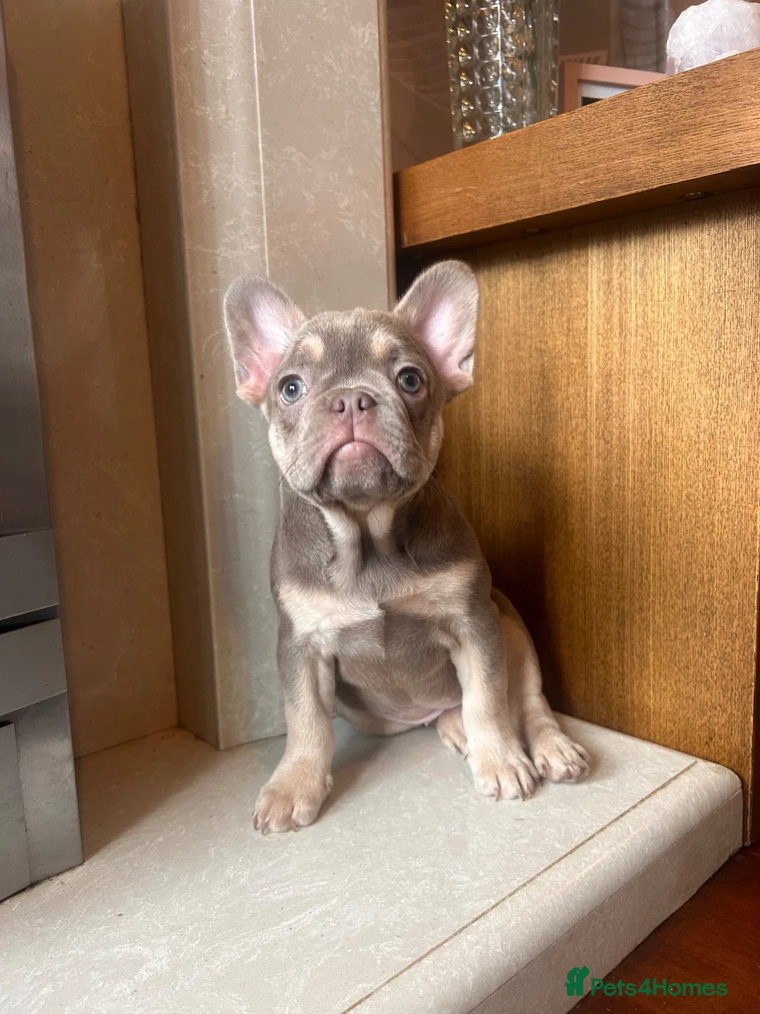 French Bulldog dogs for sale: French bull dog puppies in Manchester - Advert 2