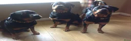 Rottweiler dogs for sale: Rottweiler pupps for sale  - Advert 8
