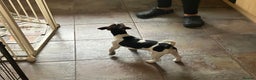 Jack Russell dogs for sale: Jack Russell  - Advert 6