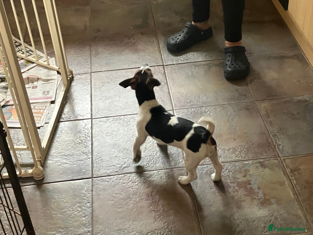 Jack Russell dogs for sale: Jack Russell  - Advert 6