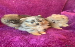 Pomeranian dogs for sale: Rainbow Litter with TAN POINTS - Image 2