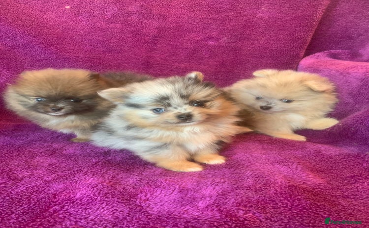 Pomeranian dogs - Advert 3