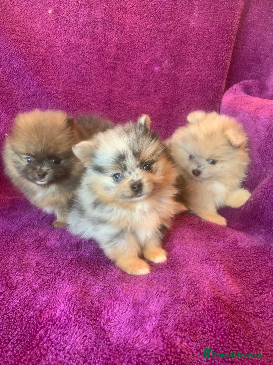 Pomeranian dogs for sale: Rainbow Litter with TAN POINTS - Image 2