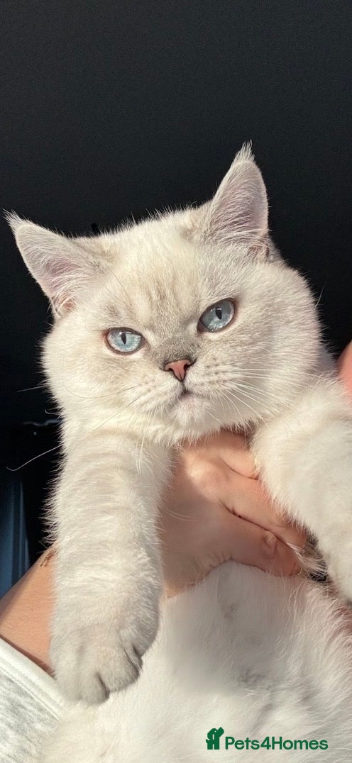 British Longhair cats Male kitten looking for a responsible, loving home - Advert 1