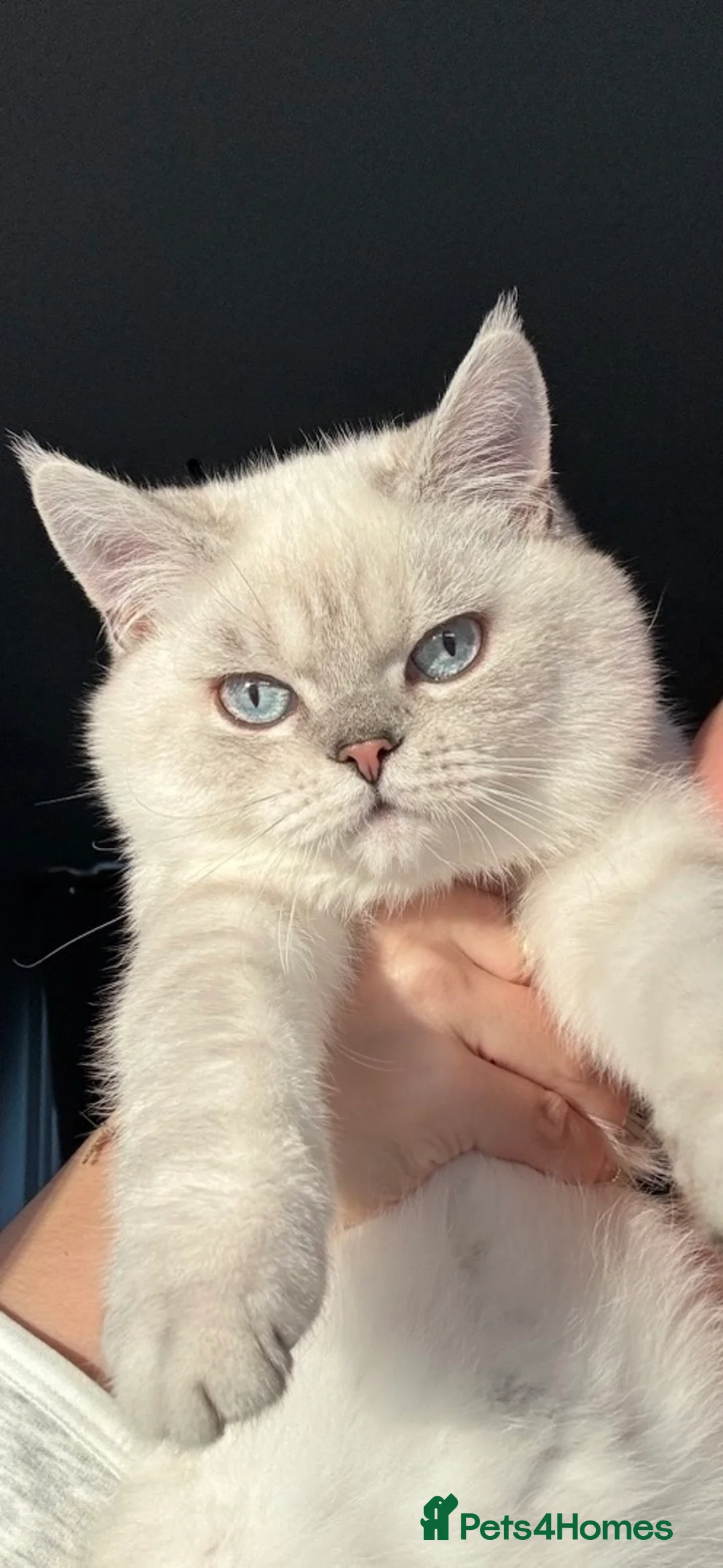 British Longhair cats for sale: Male kitten looking for a responsible, loving home in Northampton - Advert 1