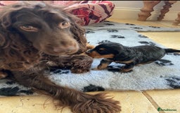 Cockapoo dogs for sale: F1 cockapoo PRA hereditary clear  - Image 2