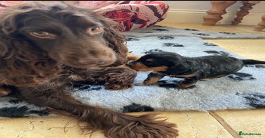Cockapoo dogs - Advert 10