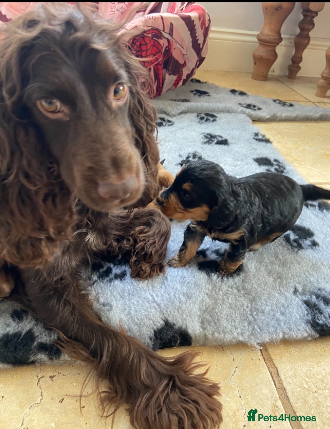 Cockapoo dogs for sale: F1 cockapoo PRA hereditary clear  - Image 2