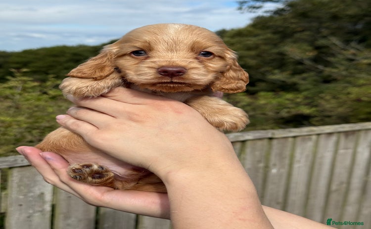 Cocker Spaniel dogs - Advert 14